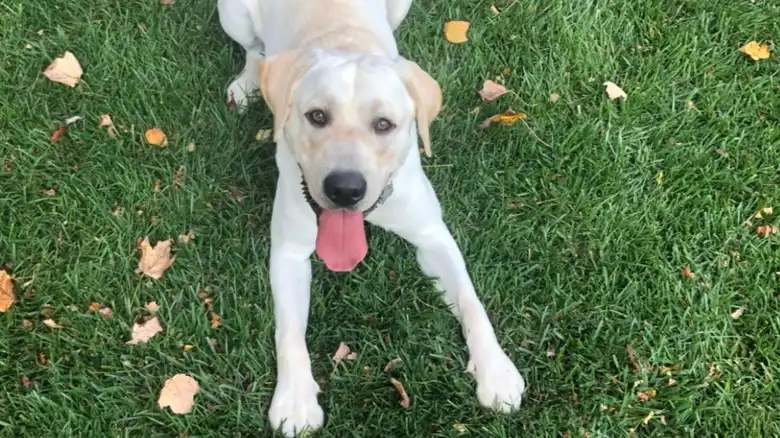 Excited Labrador Literally Jumps For Joy When Asked If He Wants To Go Outside