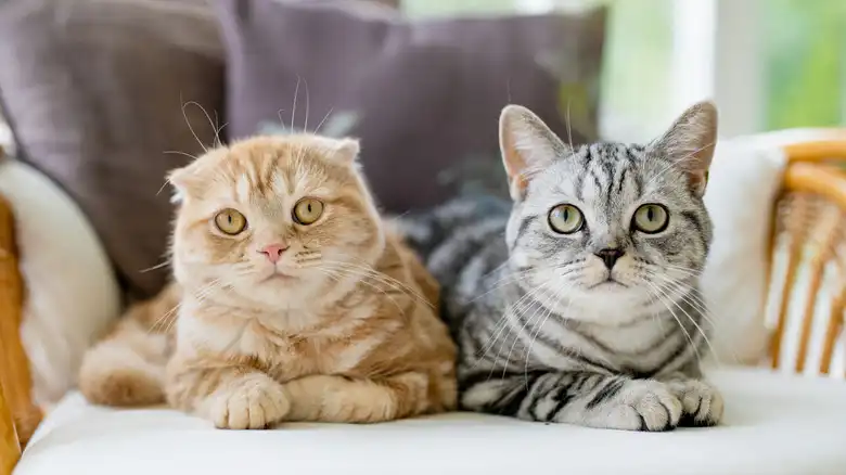 A Cat Breed With A Gene Mutation Is Known For Its Cute Folded Ears (And Health Problems)