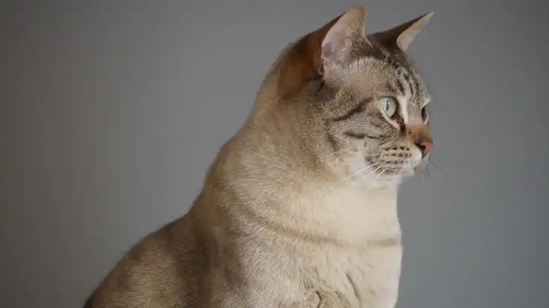 An Underrated Australian Cat Breed Is Also One Of The Most Loyal (And Perfect For Families)