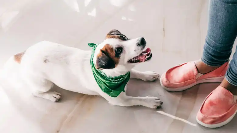 What To Do When Your Dog Throws A Tantrum, According To Our Dog Trainer