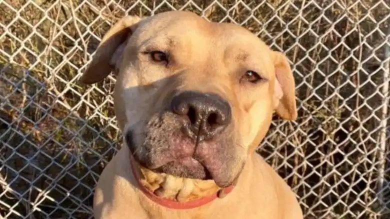 Dog Stuck In Shelter For More Than 2,000 Days Has The Most Heartbreaking Behavior