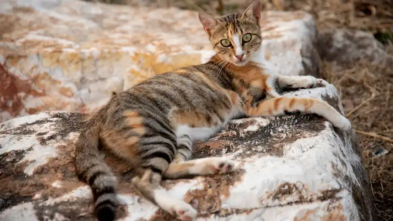 The Rarest Domestic Cat Breed In The World Is A Smart And Family-Friendly Feline With A Tabby Coat
