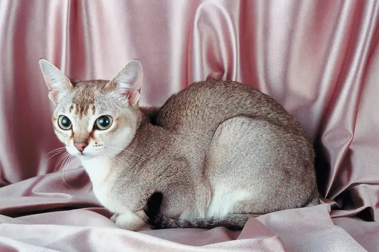 Singapura Cat Breed Facts & Information