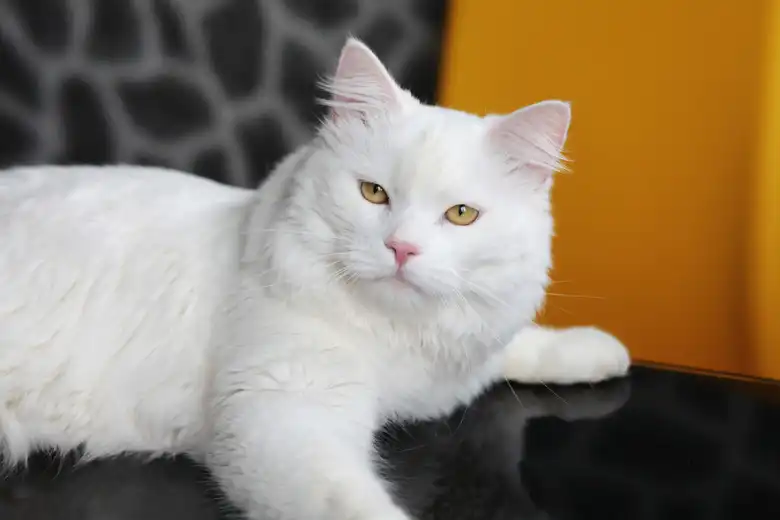 Turkish Angora Cat Breed Facts & Information