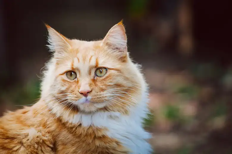 Facts On Orange Tabby Cats