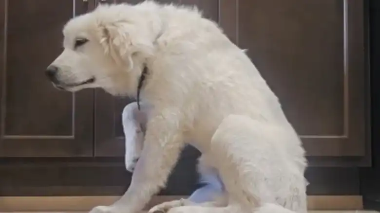 'Dramatic' Pyrenees Puppy Fakes Paw Injury For Pets And It's Too Sweet To Resist
