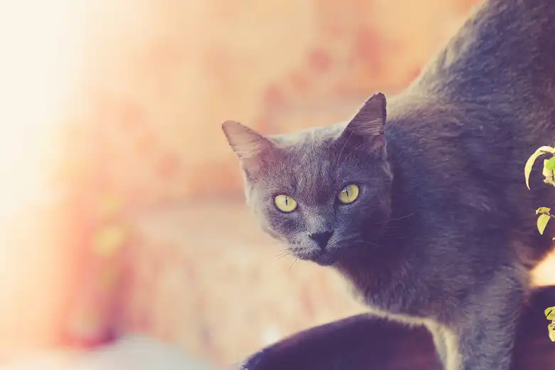 Korat Cat Breed Facts & Information