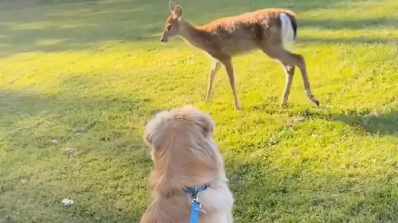 Golden Retriever Meets A Deer On A Walk And His Reaction Is Hilariously Unexpected