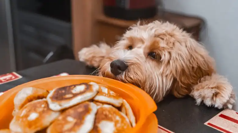 Take These Crucial Steps If Your Dog Keeps Begging For Food At The Table