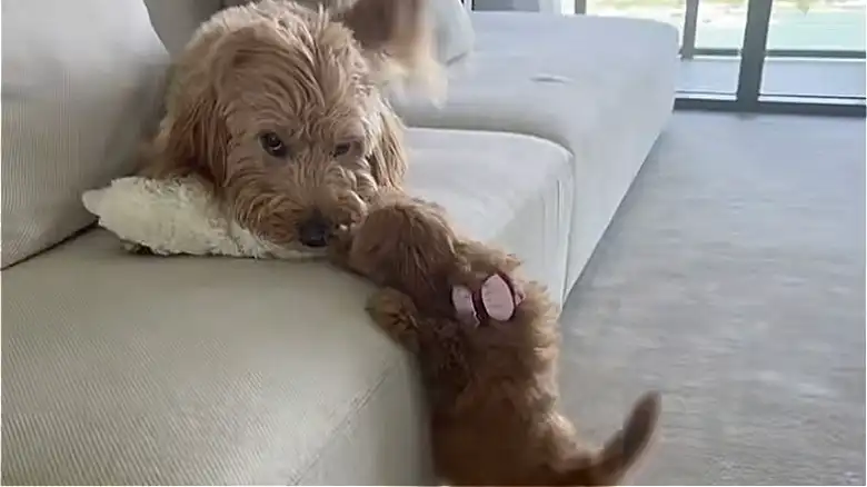 Senior Goldendoodle Walking Its Puppy Sibling Will Give You All The Feels