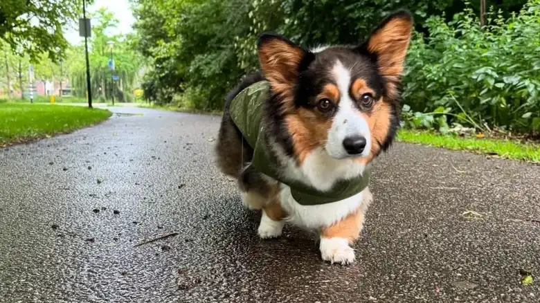 Corgi's Dramatic 'Alarm' Howl Is Cracking People Up