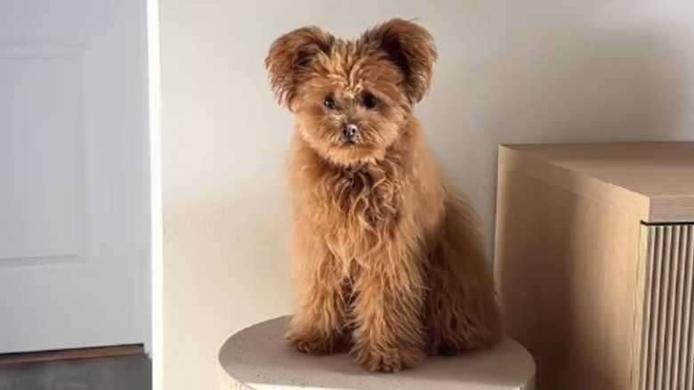 This Rare Pomeranian-Poodle Mix Looks Just Like A Teddy Bear And We're Obsessed