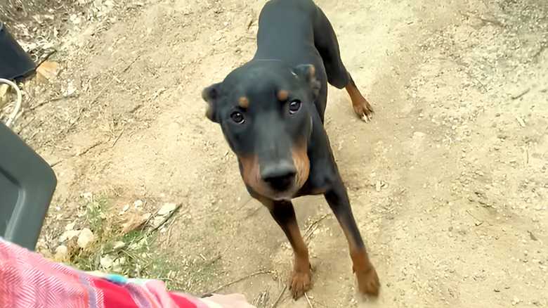 Rottweiler Rescued From Tent With Her 7 Puppies Transforms Into A Sweet Lapdog