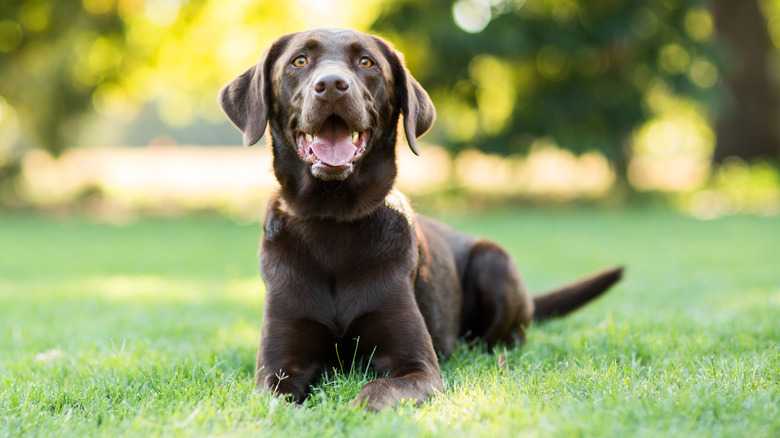 The Breed That Ended The Labrador's 31-Year Reign As America's Most Popular Dog
