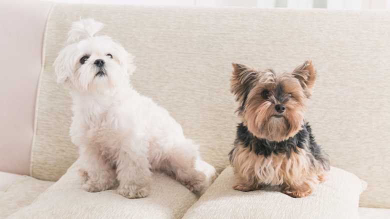 The 5 Best Dog Breeds For People Who Live In An Apartment, According To Owners