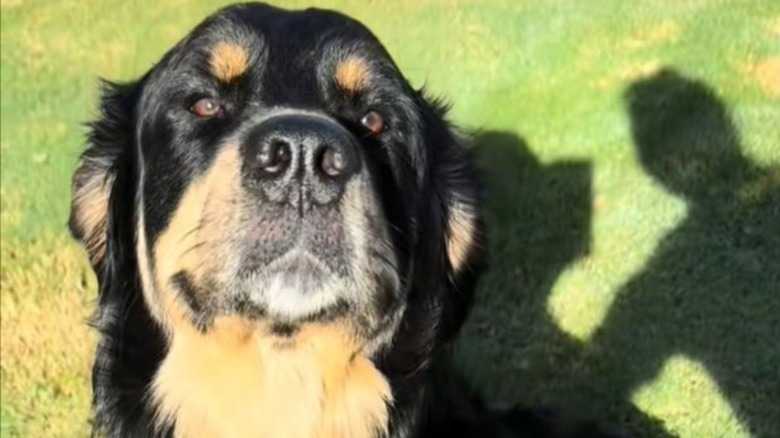 This Adorable Bernese-Golden Retriever Mix Is Almost Too Cute To Believe