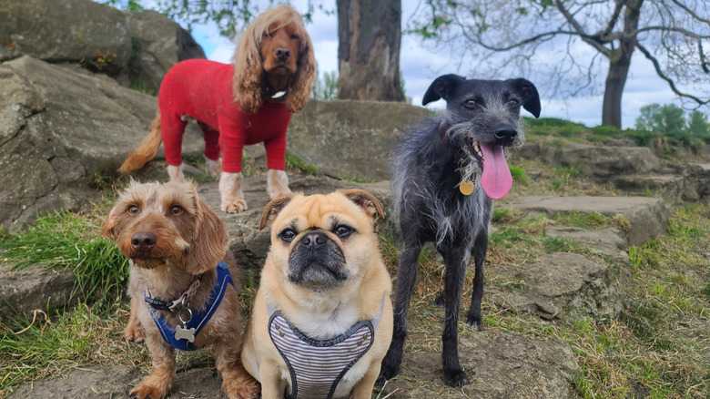 The Most Overrated Dog Breed, According To Vets