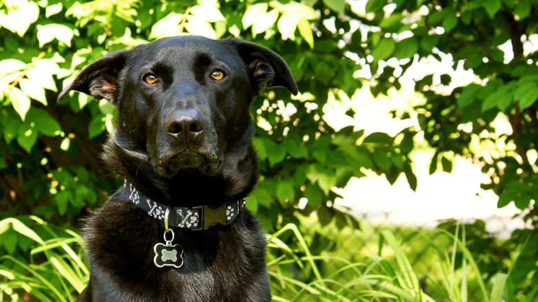 What Is The Life Expectancy Of A Black Lab Mix With German Shepherd?