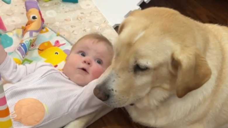 Sweet Yellow Lab Attentively Listening To 8-Month-Old Baby's 'Chatting' Will Make You Smile