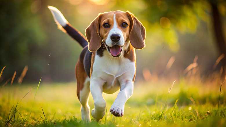 Why Beagles Are Some Of The Most Difficult Dogs To Train, According To Pros