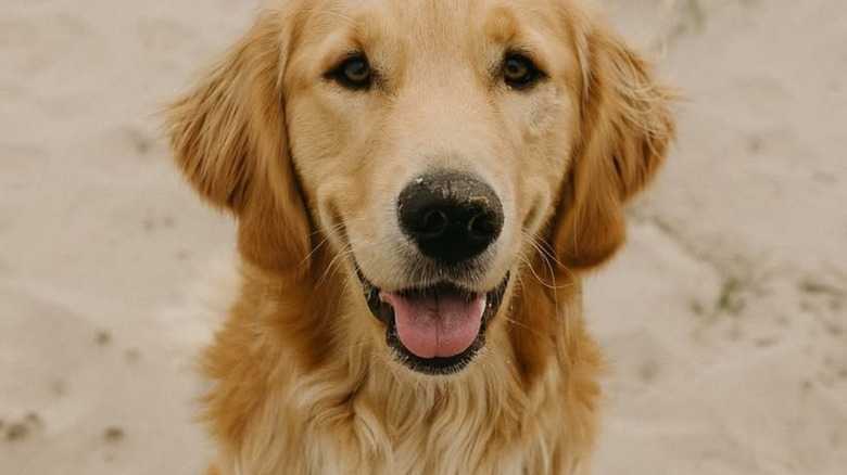 Golden Retriever's Polite Furniture Habit Proves He's A Perfect Gentleman