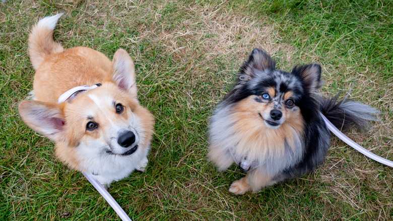 Crucial Ways A Dog With Dwarfism Is Different From A Small Breed