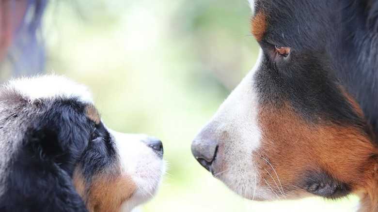 Bernese Mountain Puppy's Eyes Go Wide During First Time Meeting 'Big Dogs'