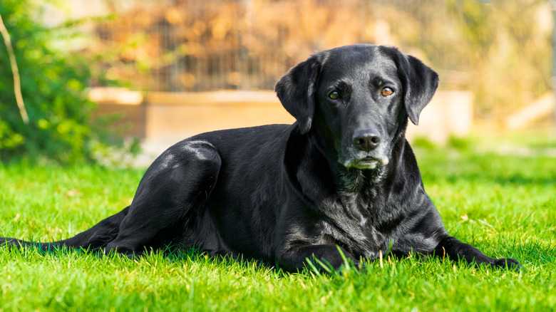 Flat Coated Retrievers Vs. Black Labs