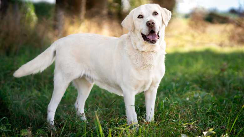 Think Twice Before Shaving Your Labrador's Fur In The Summer