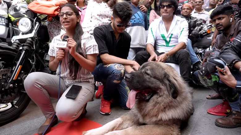 The Most Expensive Puppy Sold For $5 Million At Auction & Is A Rare Dog Breed