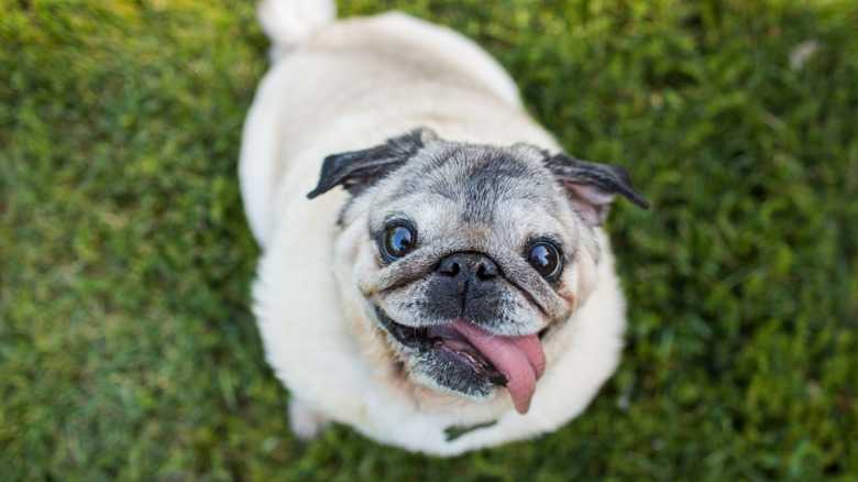 Are Pugs Purebred Dogs? History, Specifications, Health Issues, And Mixes