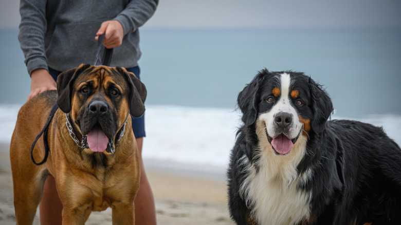 The Loyal, Intelligent Large Dog Breed You Must Train As A Puppy Or Risk Stubbornness Issues