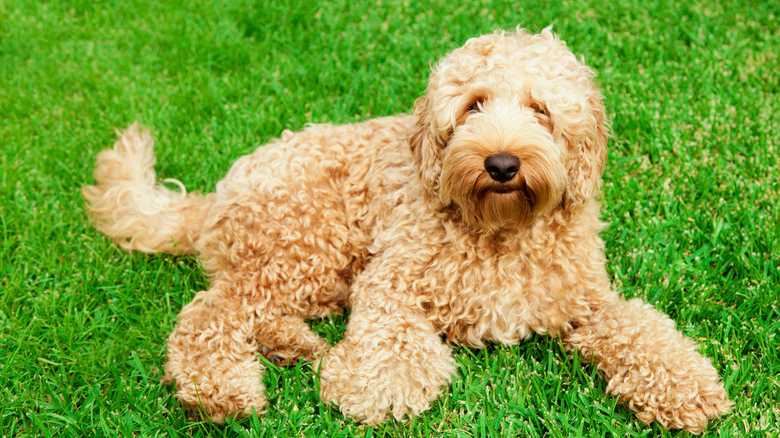 How To Tell What A Lab Is Mixed With