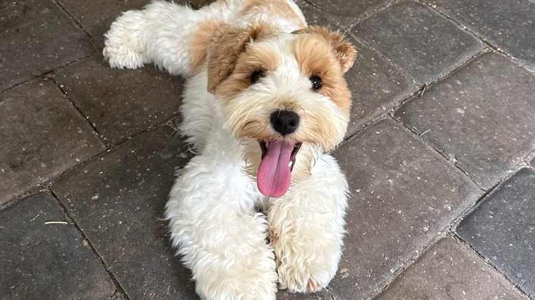 This Miniature Schnauzer Went Viral For The Most Adorable Reason