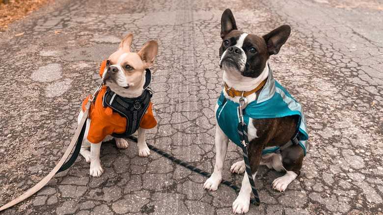French Bulldog Vs. Boston Terrier: How Do They Differ?