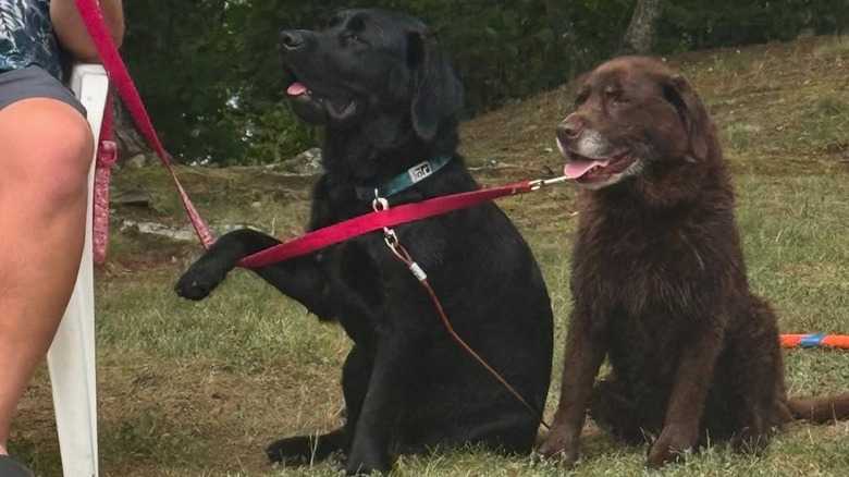 Your Heart Will Melt After Seeing This Black Labrador Puppy's 10-Month Transformation