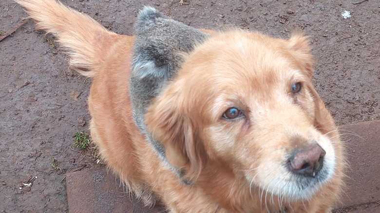 This Golden Retriever Letting A Baby Koala Ride On Her Back Will Brighten Your Day