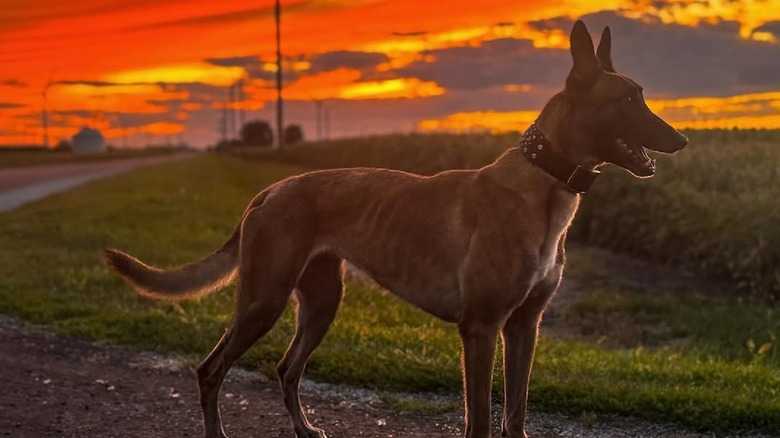 Blink And You'll Miss This Beautiful Rare Whippet Mix With A Need For Speed