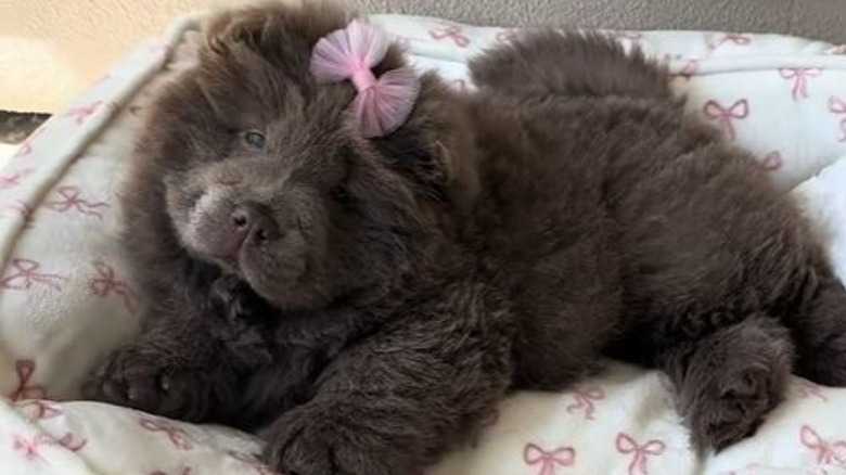 Chow Chow Puppy Looks Just Like A Real-Life Teddy Bear And We're Obsessed