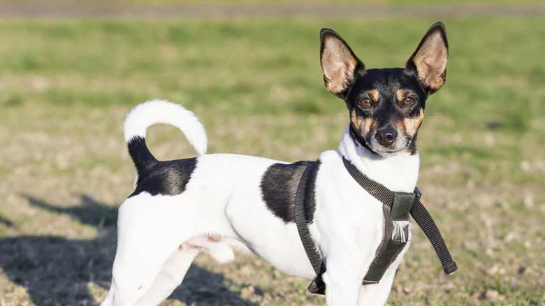 Taking Care Of A Rat Terrier Chihuahua Mix