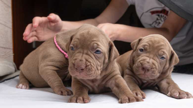 Physical Characteristics Of American Pit Bull Terrier Puppies