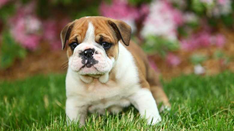 English Bulldog Puppy Teething Information